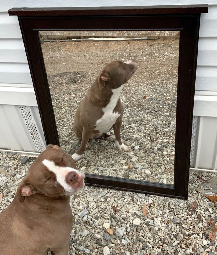 I Don’t Need This Mirror Anymore (The Dog Isn't Included)