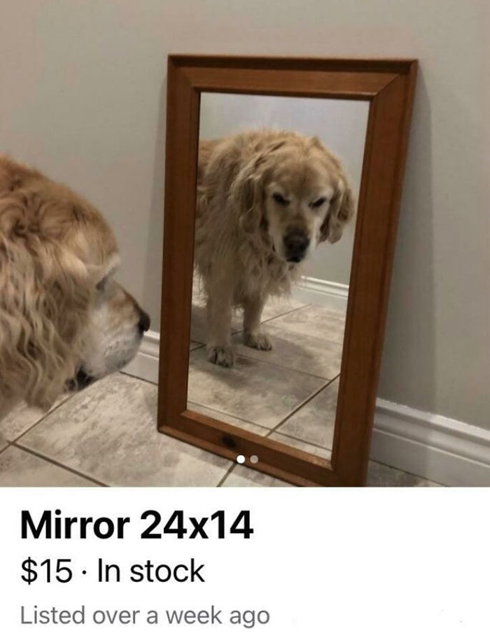 Angry Dog Is Angry At Mirror