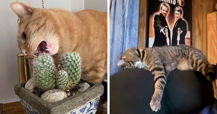 95 Times Cats Made Their Owners Ask “What’s Wrong With My Cat” (New Pics)