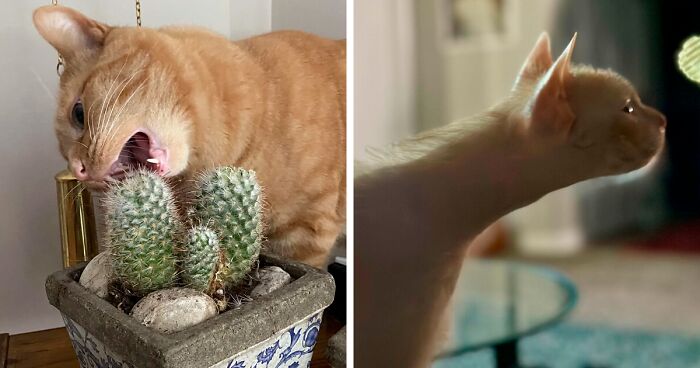 “That’s Just Not Right”: 95 Times Cats Were Acting So Weird, Owners Just Had To Take A Pic (New Pics)
