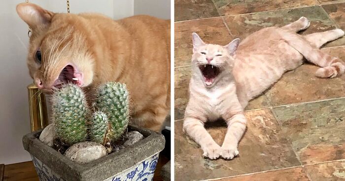 “That’s Just Not Right”: 95 Times Cats Were Acting So Weird, Owners Just Had To Take A Pic (New Pics)