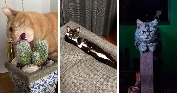 “What’s Wrong With Your Cat?”: 95 Times People Shared Funny Pictures Of Their Kitties Glitching (New Pics)