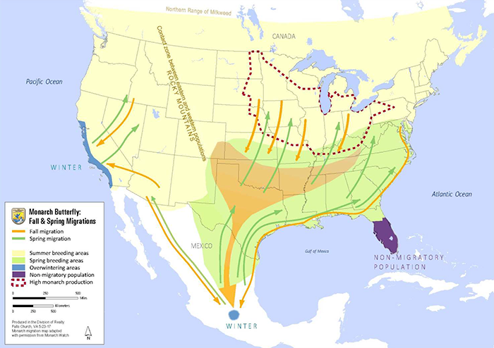 Unable To Migrate To Mexico, A Monarch Butterfly Found A New Home With A Loving Family In Canada Unable To Migrate To Mexico, A Monarch Butterfly Found A New Home With A Loving Family In Canada