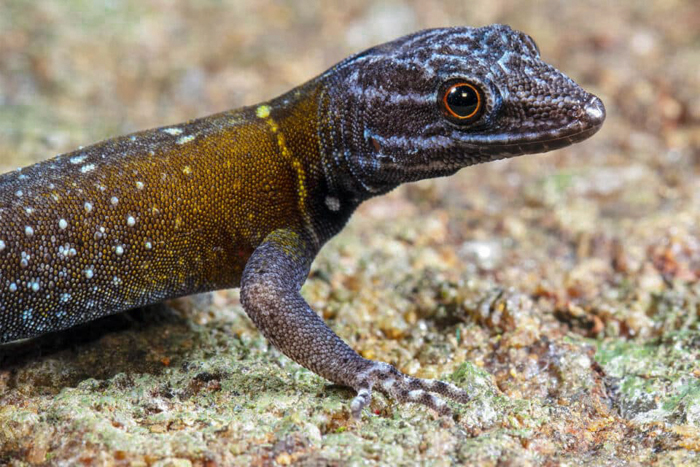 Biologist’s First Thought After Seeing This New Gecko Species Is “Starry Night”, Names It “Vangoghi”