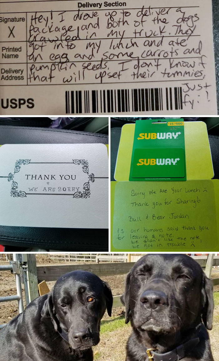 Two Dogs Couldn't Resist Eating The Mail Lady's Lunch, Then Wrote Her This Note
