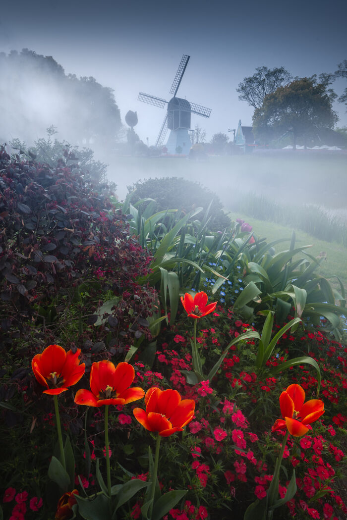 Foggy Windmill
