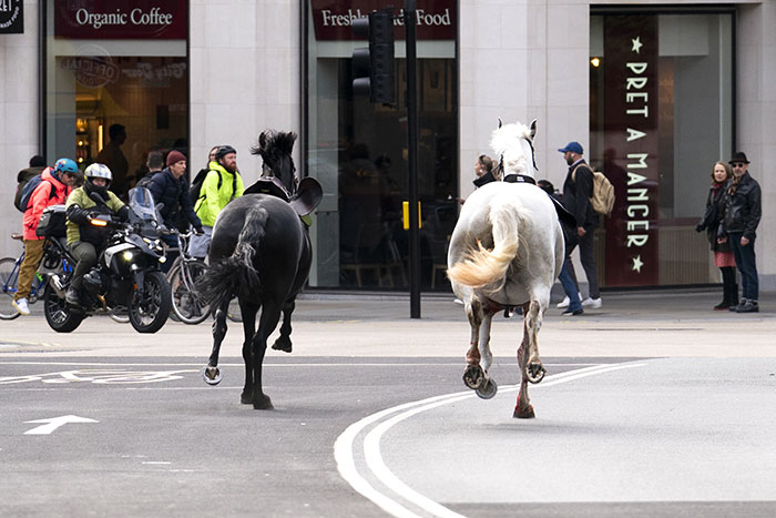 Four People Rushed To The Hospital After Blood-Covered Horses Cause Damage And Injuries In London