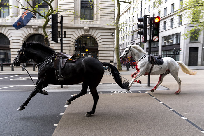 Four People Rushed To The Hospital After Blood-Covered Horses Cause Damage And Injuries In London