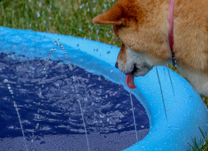 red dog drinking water from a small swimming pool