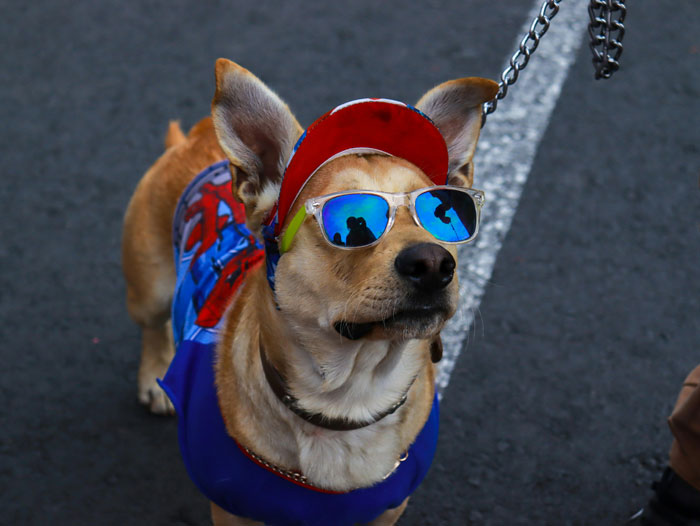 dog in the cap and glasses standing on the pavement