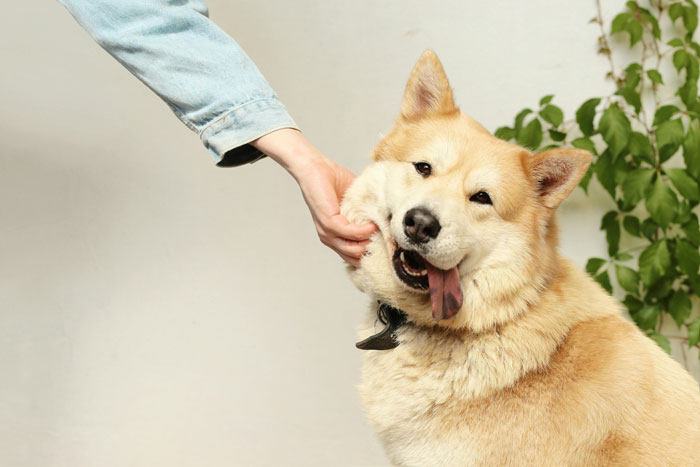 person petting a dog