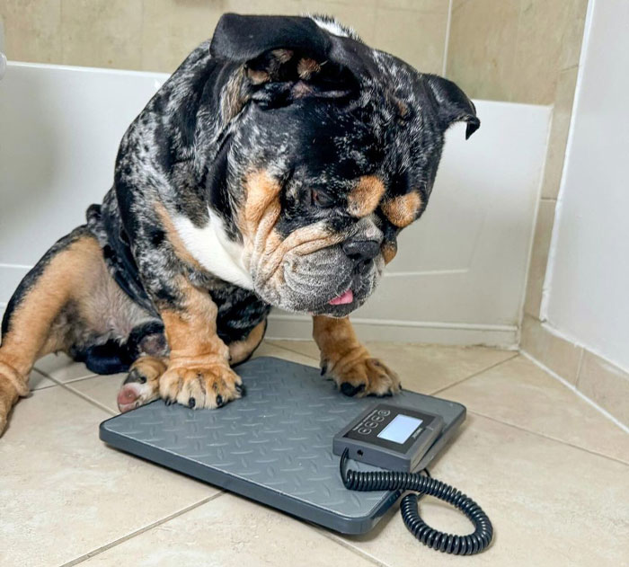 dog sitting on a scale