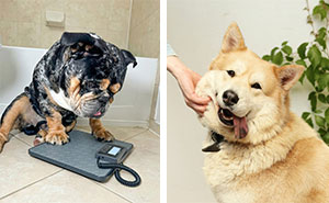 How Much Should My Dog Weigh? A Vet’s Guide to Healthy Weight Charts