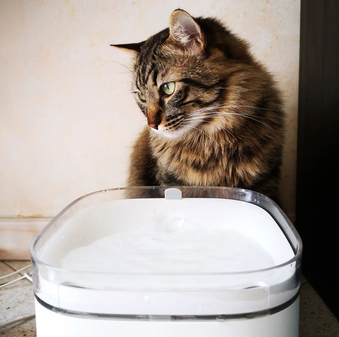 close up view of a cat near the cat water fountain
