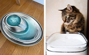 How to Clean a Cat Water Fountain: All Steps Covered