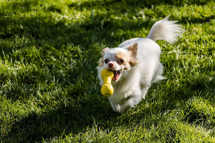 dog running with a yellow toy in its teeth