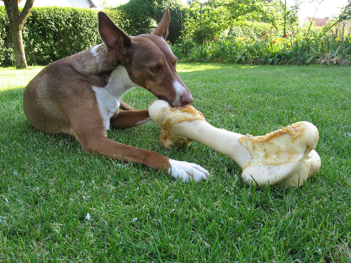 dog with a big bone lying on the grass