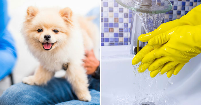 How To Remove Pet Hair from Clothes: Expert Guide