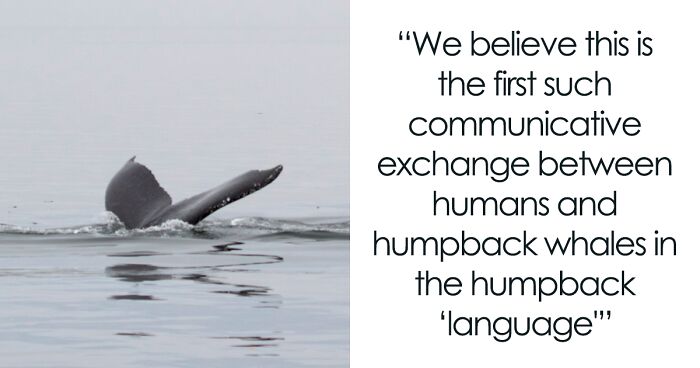 First Ever ‘Conversation’ Between Humans And Humpback Whales In The Humpback ‘Language’