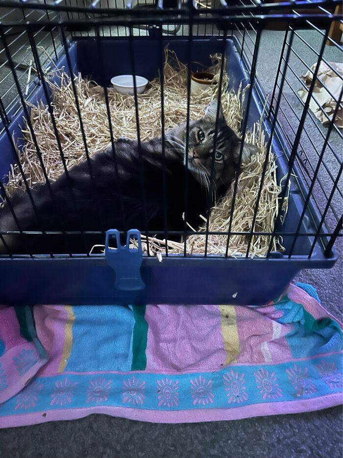Dougal Resting In The Rabbits Sleeping Enclosure