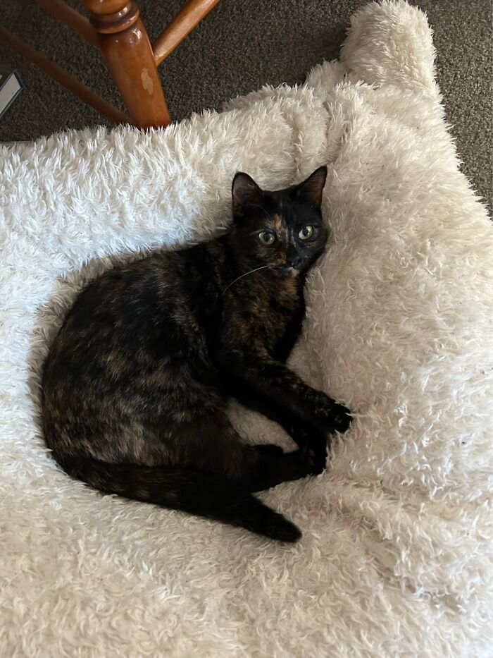 Dotty Resting After Completing Neighbourhood Patrol