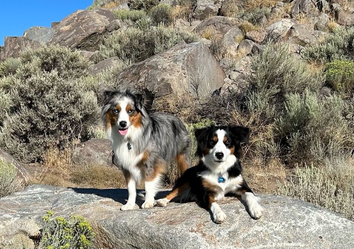 Wrangler & Willi On A Hike