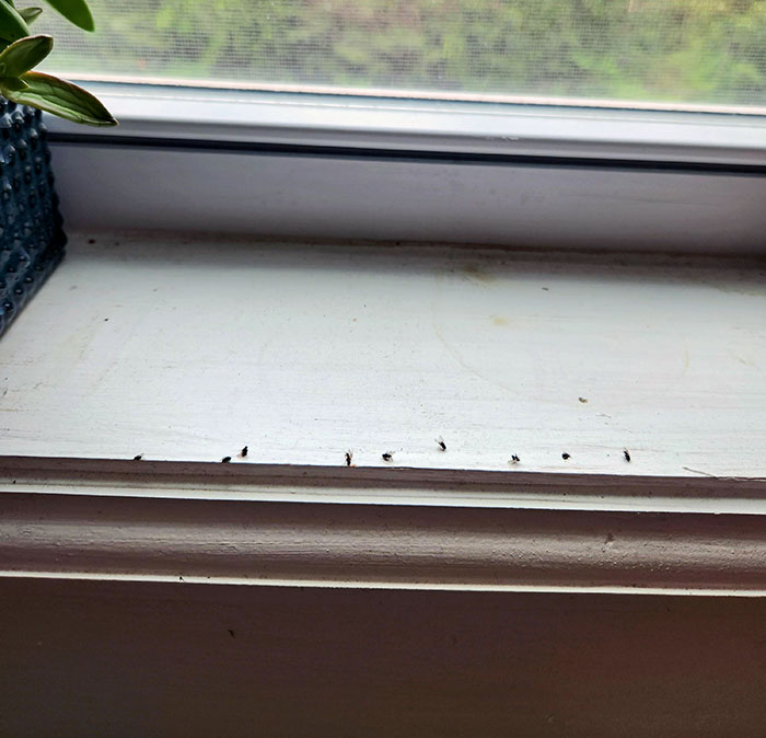 My Husband Kills The Bugs And Then Leaves Them Because He Thinks It Will Keep The Other Bugs Away