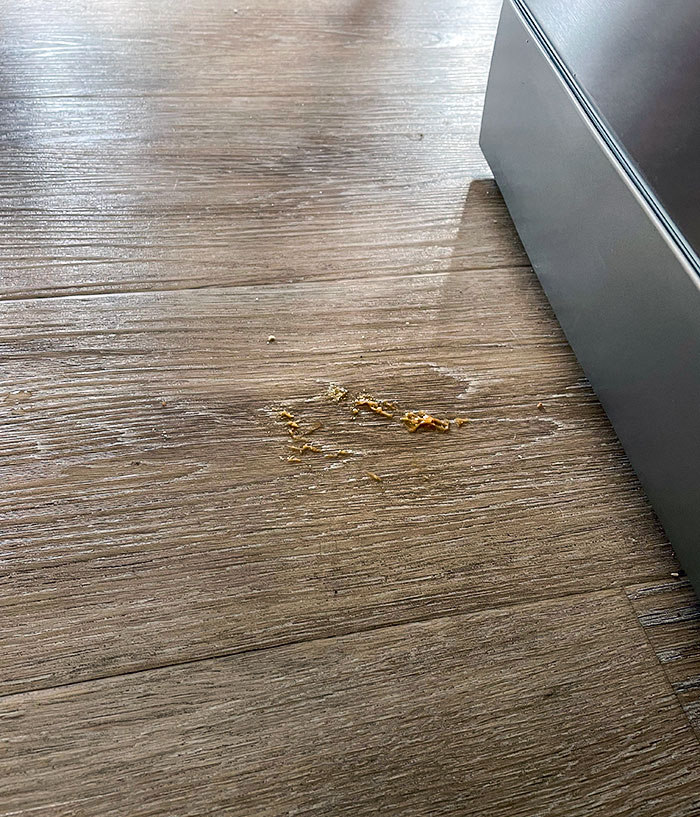 My Wife Dropped Peanut Butter Toast On The Floor. That Was 24 Hours Ago