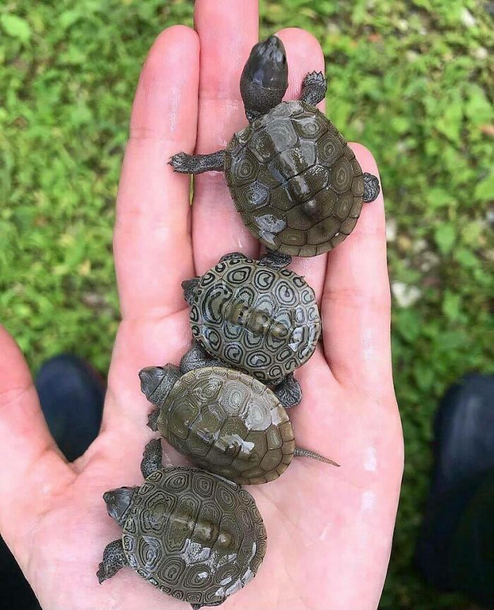 Crías de tortuga. El patrón en cada caparazón es distinto y único en cada una