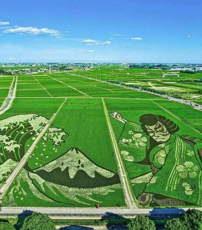 Arte en los campos de arroz de Japón