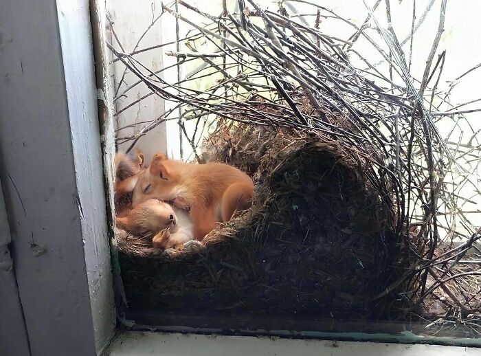 A Red Squirrel Family Sleeping In The Nest It Made In Somebody’s Window