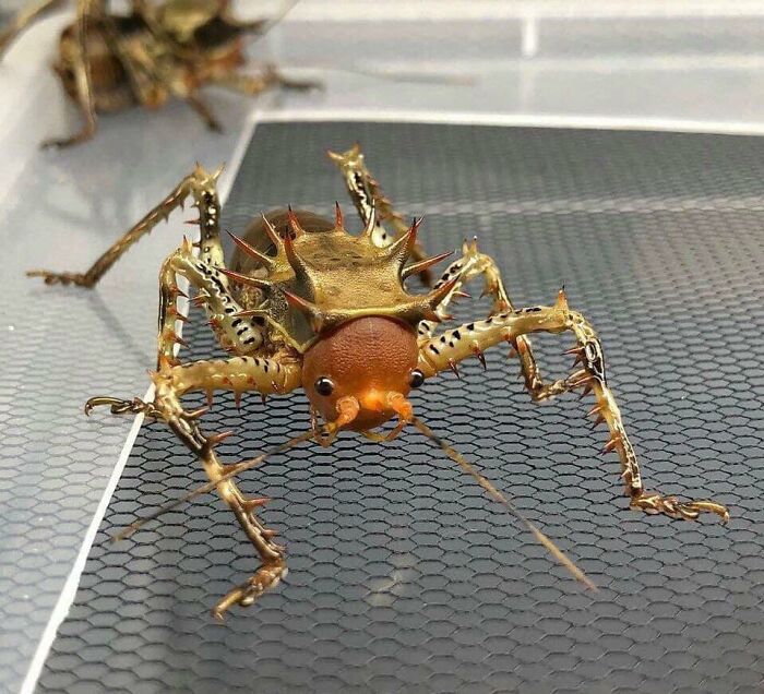 Cosmoderus Femoralis Is A Type Of Armoured Cricket Found In Cameroon