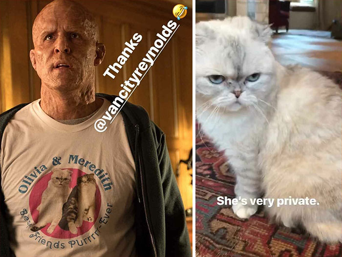 In Deadpool 2 (2018), Wade Wears A Shirt That Says: "Olivia & Meredith. Best Friends Purrrr-Ever". The Two Cats Actually Belong To Taylor Swift