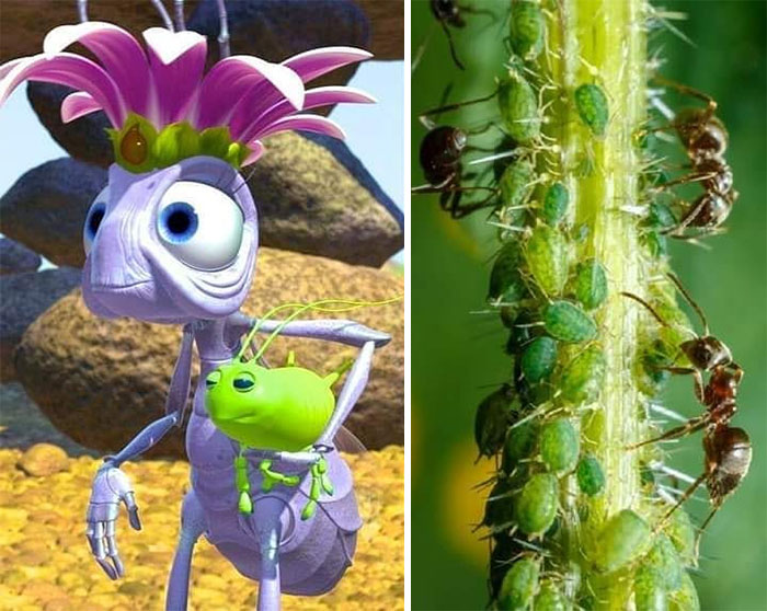 In A Bug's Life (1999), The Queen Is Seen To Have A Pet Named "Aphie." In Real Life, This Little Bug Is An Aphid (Also Known As Aphids) And They Live In Harmony With The Ants, But Not As Pets, But As "Livestock"