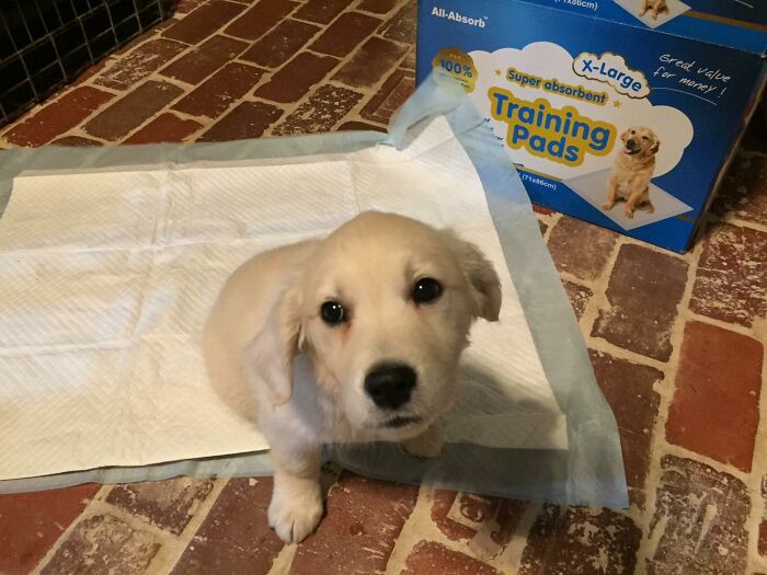 Achieve Potty Training Success With Dog And Puppy Training Pads: Your Essential Solution For Clean And Hassle-Free House Training