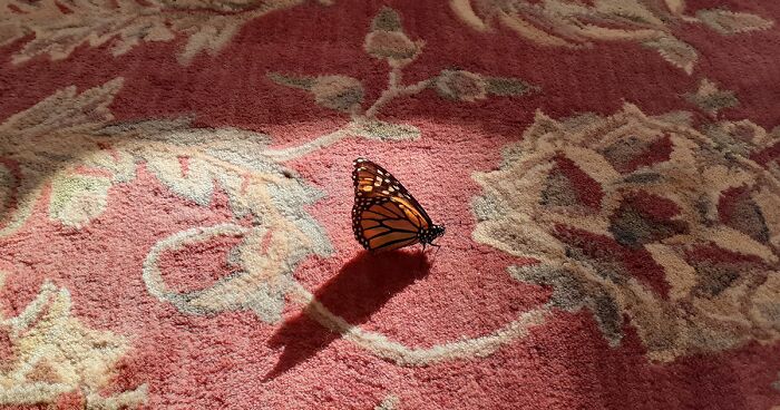 Unable To Migrate To Mexico, A Monarch Butterfly Found A New Home With A Loving Family In Canada