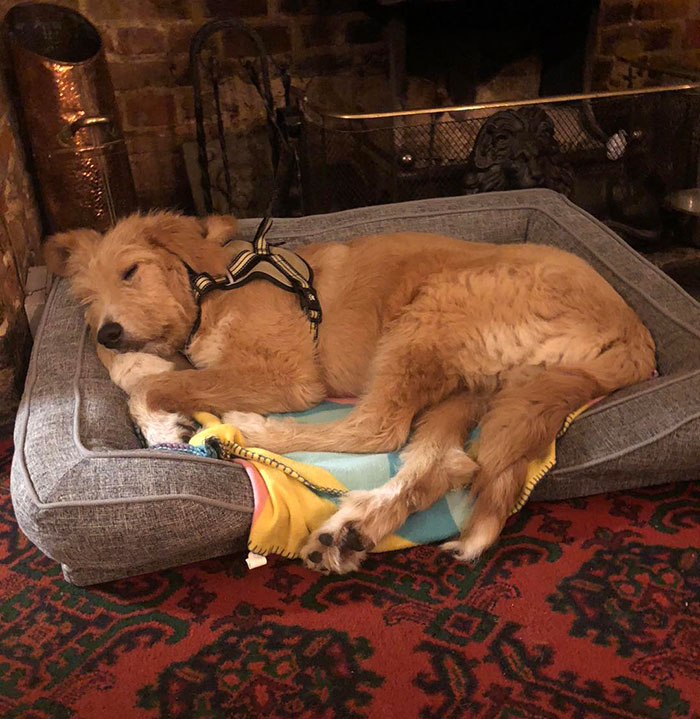 “Dog-Friendly, Child-Free” Pub That’s Been Banning Kids For 11 Years Sparks Heated Debate “Dog-Friendly, Child-Free” Pub That’s Been Banning Kids For 11 Years Sparks Heated Debate