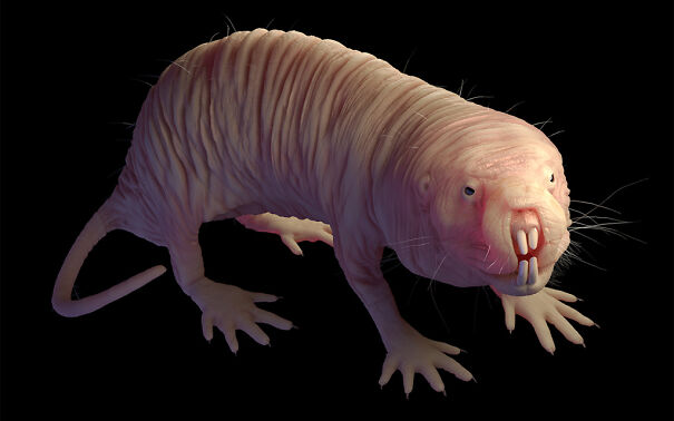 naked-mole-rat-6629511188384.jpg
