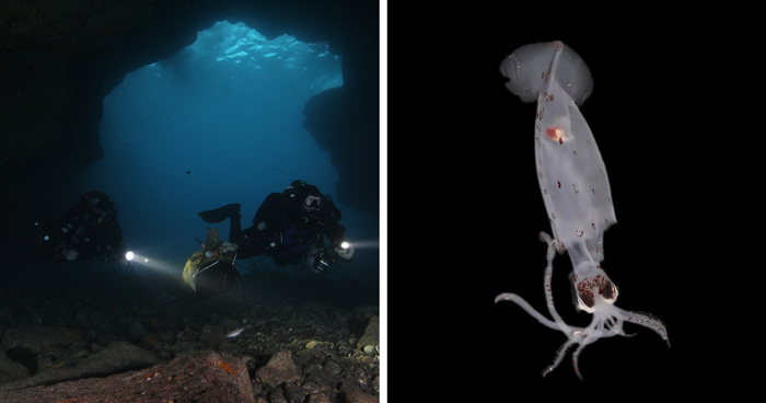 Scientists In New Zealand Have Discovered More Than 100 New Species, Including From Unseen Genus