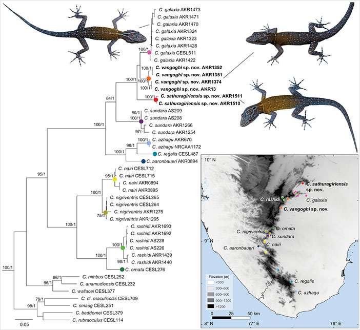 Biologist’s First Thought After Seeing This New Gecko Species Is “Starry Night”, Names It “Vangoghi”