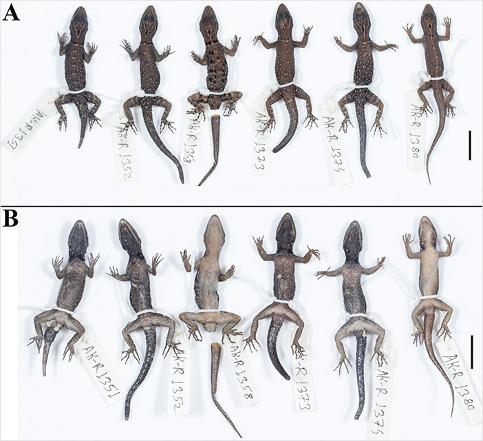 Biologist’s First Thought After Seeing This New Gecko Species Is “Starry Night”, Names It “Vangoghi” Biologist’s First Thought After Seeing This New Gecko Species Is “Starry Night”, Names It “Vangoghi”