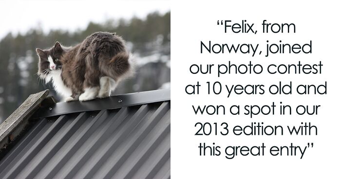 Here Are Cats Of All Ages Who Have Been Participating In Our Photo Contests Since 2013