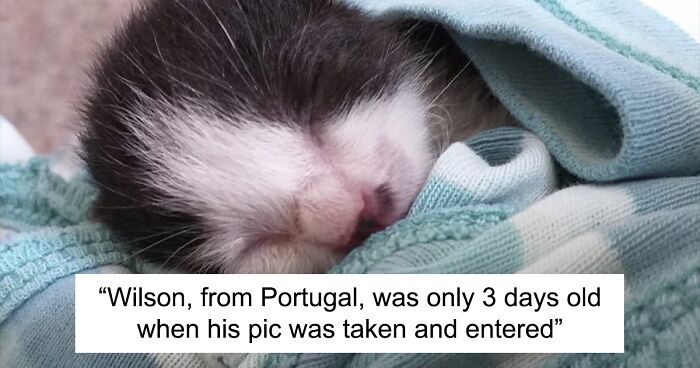 Here Are Some Heartwarming Stories Of Felines Who Have Entered Our “LoveCATS” Photo Contest