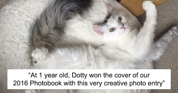 Here Are Cats Of All Ages Who Have Been Participating In Our Photo Contests Since 2013