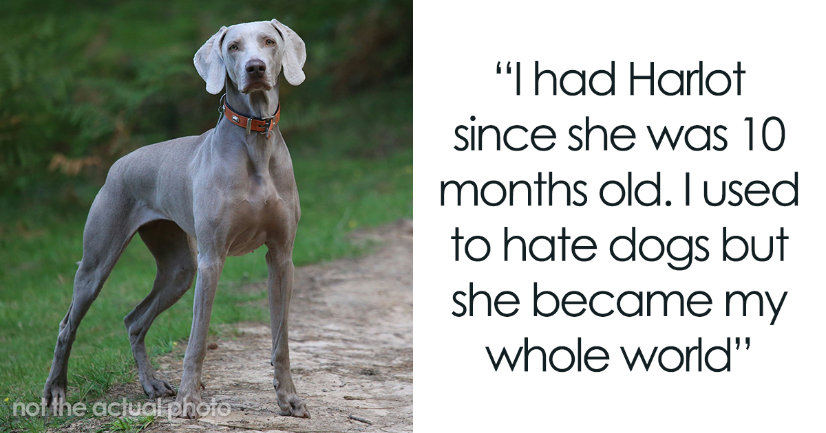 Woman Freaks Out To Learn Partner Dumped Her Dog By A Highway While She Was Out Of State - Vimarsana News