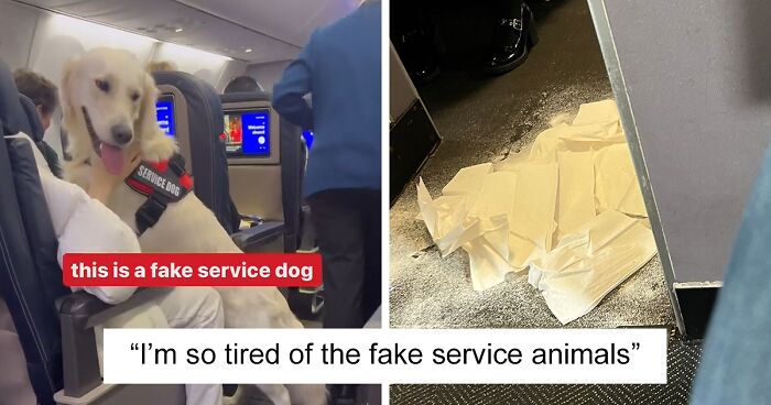 “Total BS”: Passengers Tired Of “Fake Service Dogs” Causing Trouble On Flights