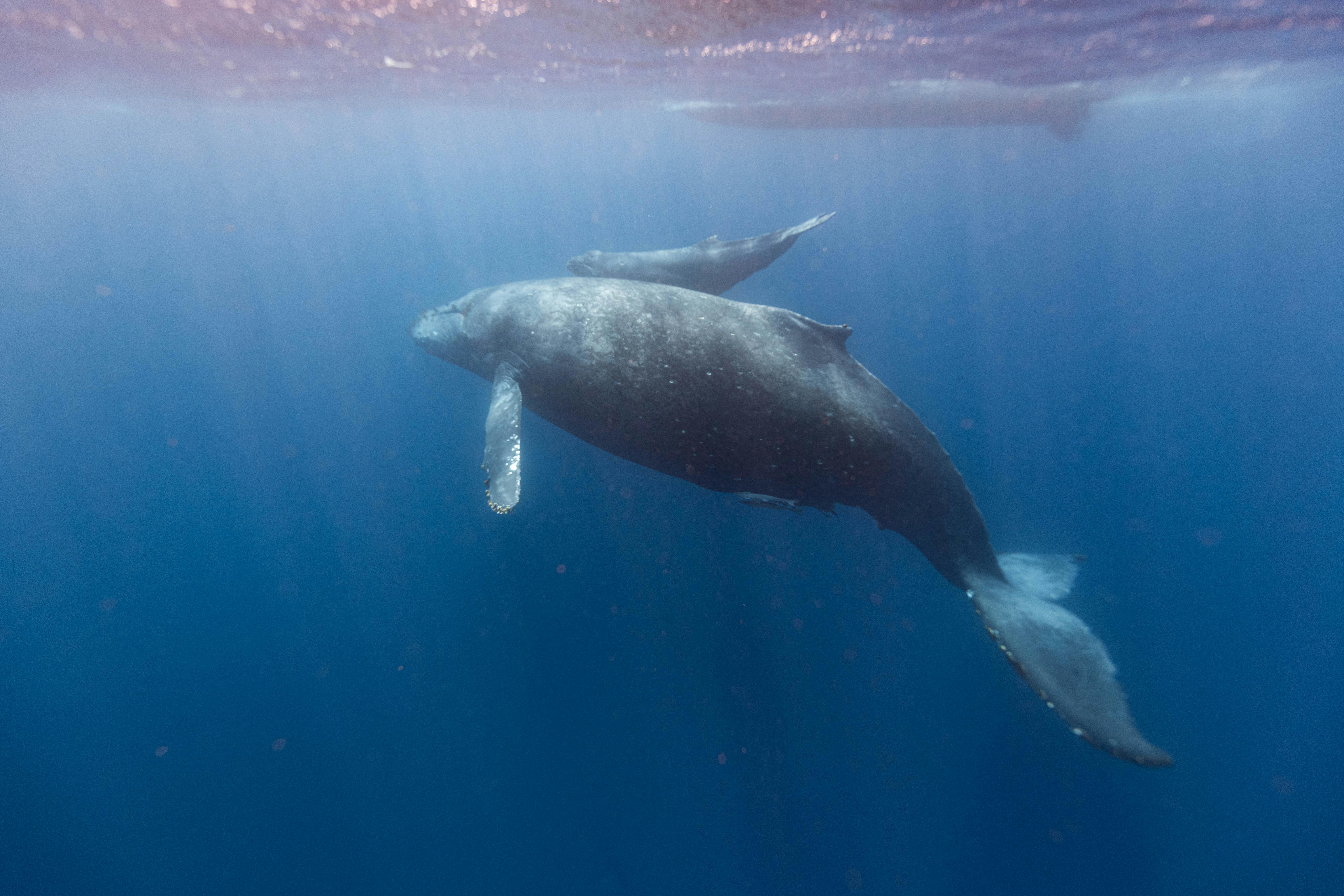 Scientists Hold A 20-Minute ‘Conversation’ With A Whale Named Twain In His Own Language Scientists Hold A 20-Minute ‘Conversation’ With A Whale Named Twain In His Own Language