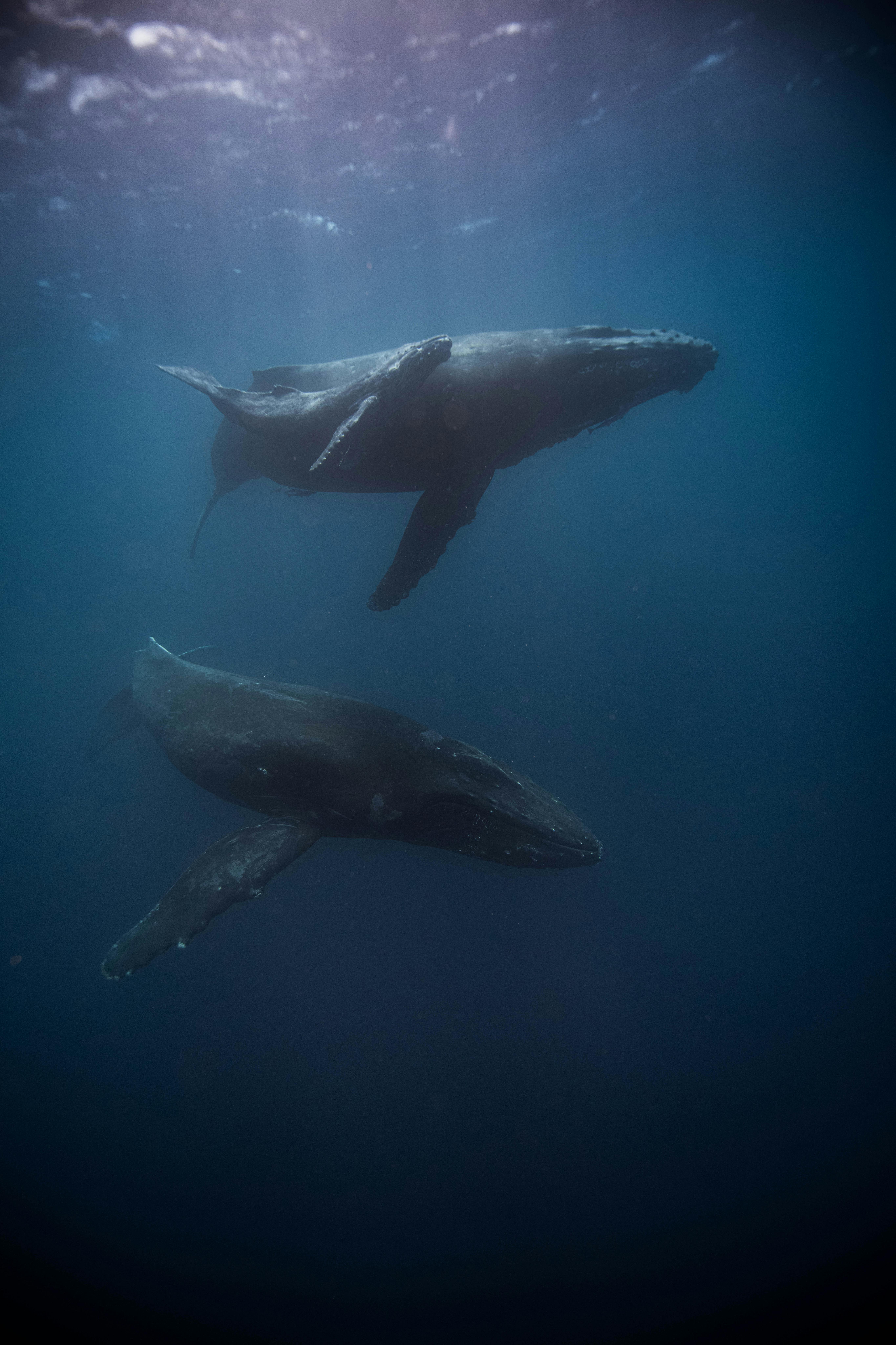 First Ever ‘Conversation’ Between Humans And Humpback Whales In The Humpback ‘Language’
