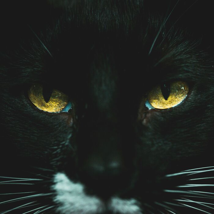 The Fascinating History Of Black Cats (4 Pics) The Fascinating History Of Black Cats (4 Pics)