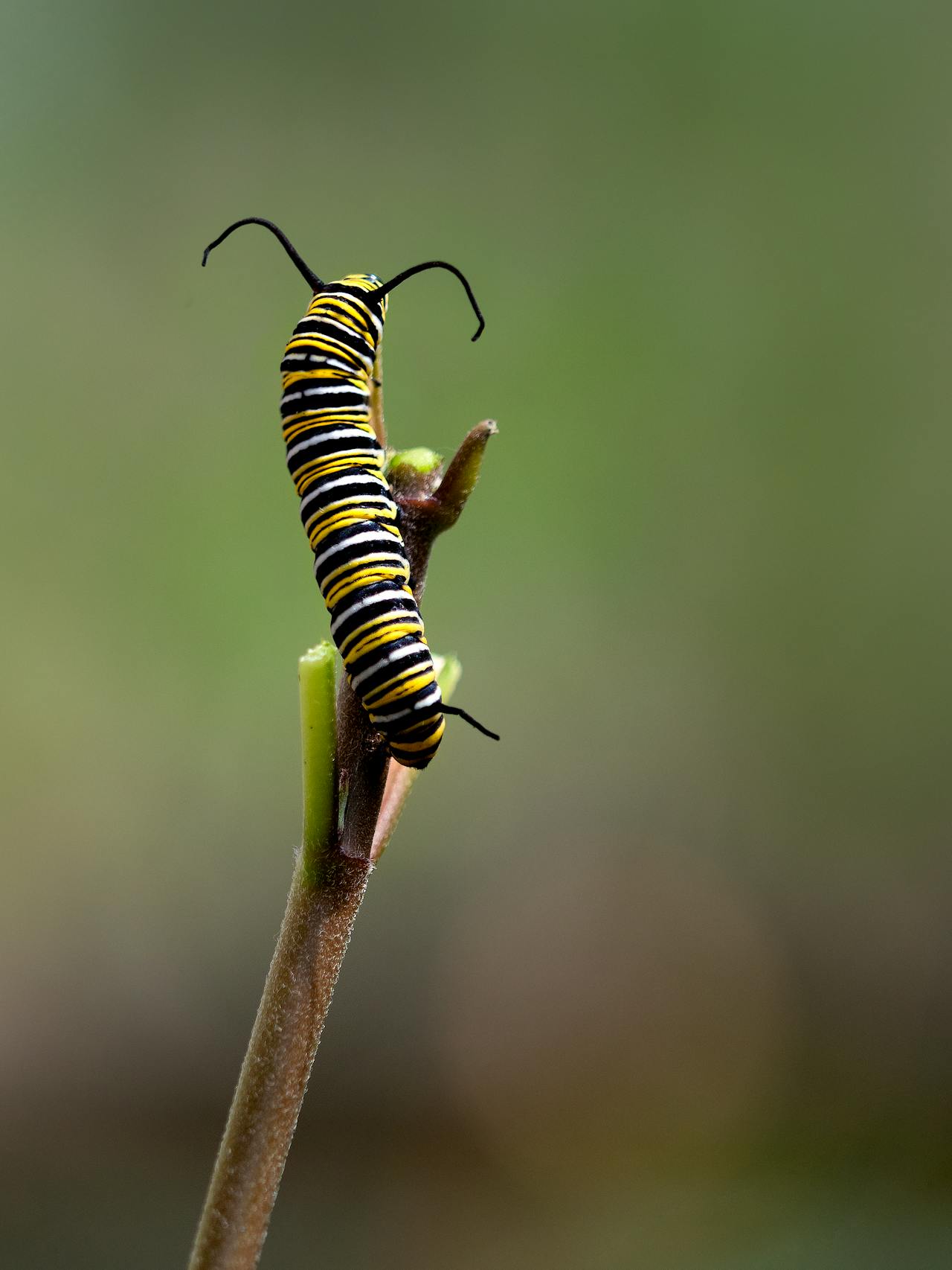 Unable To Migrate To Mexico, A Monarch Butterfly Found A New Home With A Loving Family In Canada Unable To Migrate To Mexico, A Monarch Butterfly Found A New Home With A Loving Family In Canada